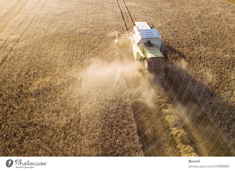 Mähdräscher erntet ein Getreidefeld im Abendlicht aus der Luft Landwirt Ernte Bauernhof Wirtschaft Landwirtschaft Forstwirtschaft Maschine Mähdrescher Traktor