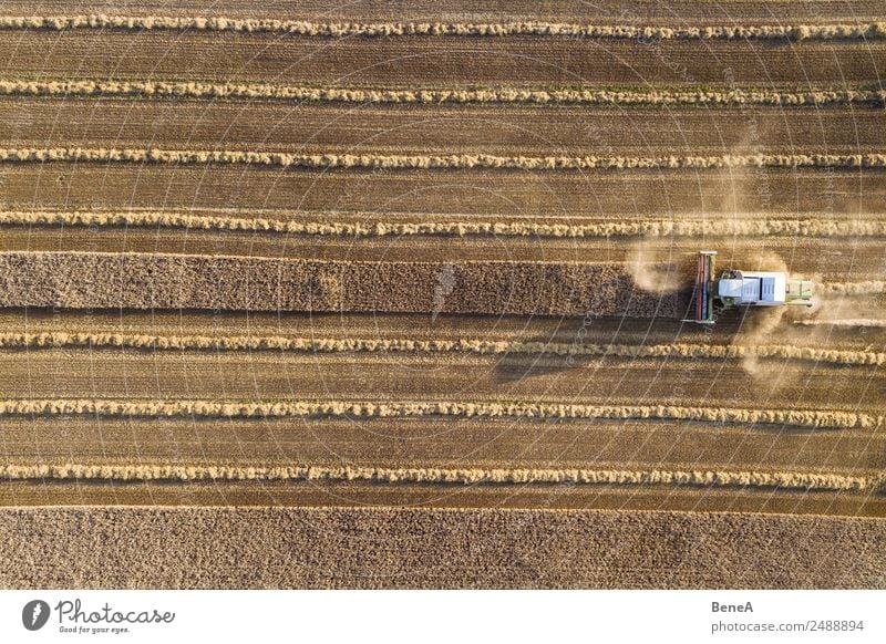 Mähdrescher erntet ein Getreidefeld im Abendlicht aus der Luft Maschine Landwirtschaftliche Geräte Traktor Technik & Technologie Umwelt Natur Landschaft Pflanze