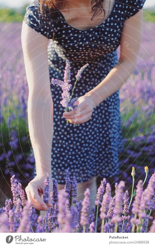 #A# Lavendel pflücken Kunst Umwelt Natur Landschaft Pflanze ästhetisch Lavendelfeld Lavendelernte Ernte Mädchen Frau Kleid feminin zart dezent Frankreich