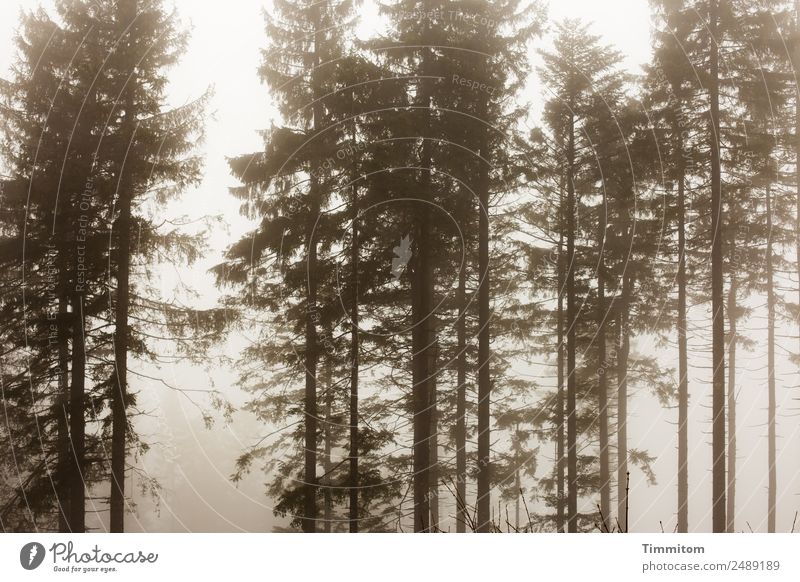 Stimmungsbild Umwelt Natur Landschaft Pflanze Himmel Herbst Winter Wetter Nebel Baum Wald dunkel natürlich Gefühle Schwarzwald Traurigkeit Außenaufnahme