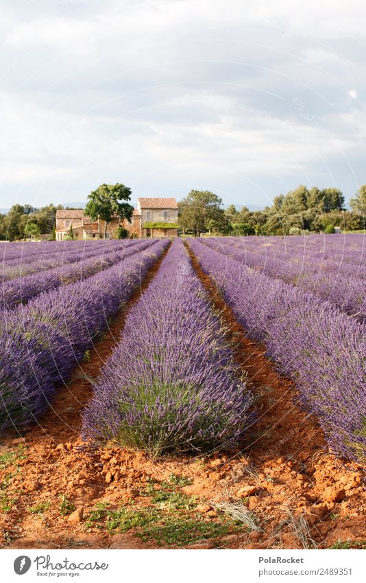 #A# Lila Farm Kunst ästhetisch violett Lavendel Lavendelfeld Lavendelernte Großgrundbesitz Frankreich Provence Farbfoto mehrfarbig Außenaufnahme Experiment