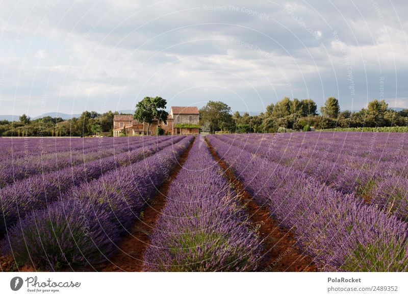 #A# Lila Landschaft Umwelt Natur Pflanze Klima Schönes Wetter Feld ästhetisch Lavendel Lavendelfeld Lavendelernte Frankreich Provence violett Landwirtschaft