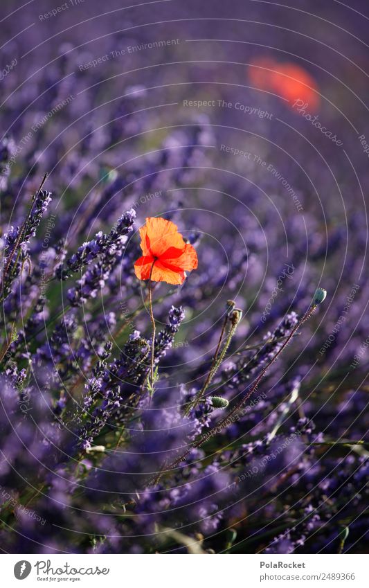 #A# Lavendel-Rot Umwelt Natur Landschaft Pflanze Kitsch violett rot Lavendelfeld Lavendelernte Mohnblüte Frankreich Provence Blühend Blühende Landschaften