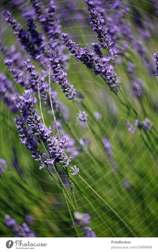 #A# Lila Wind Umwelt Natur Landschaft Pflanze ästhetisch Lavendel Lavendelfeld Lavendelernte wehen Feldrand violett Blume Blühend Blühende Landschaften