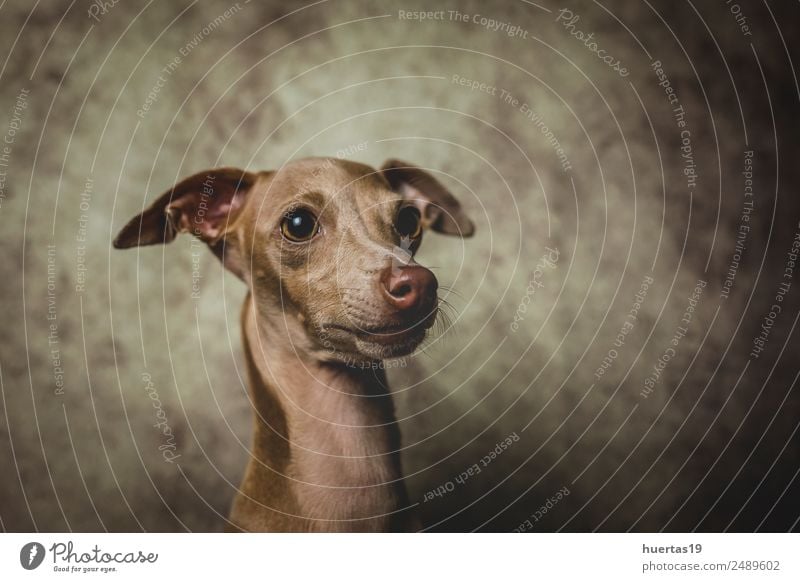 Studio-Porträt des kleinen italienischen Windhundes. Glück schön Freundschaft Natur Tier Haustier Hund 1 Freundlichkeit Fröhlichkeit lustig niedlich braun