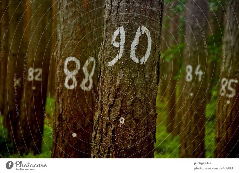 Baumzählung Umwelt Natur Landschaft Pflanze Wald Zeichen Ziffern & Zahlen natürlich 82 88 90 84 85 Baumrinde Statistik zählen Farbfoto Gedeckte Farben
