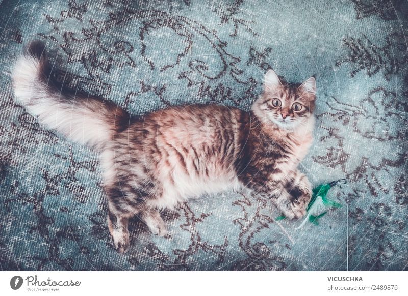 Junge Sibirische Katze auf dem Teppich Lifestyle Stil Freude Leben Erholung Häusliches Leben Tier Haustier 1 Design liegen lustig Farbfoto Innenaufnahme