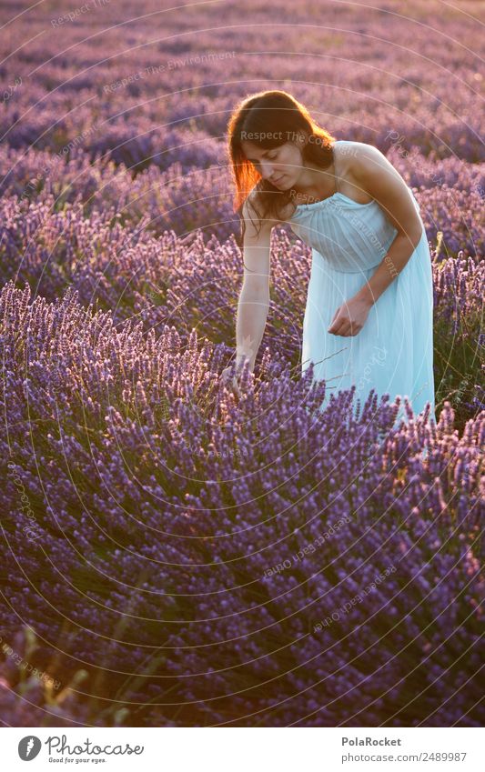 #A# Blumenmädchen Umwelt Natur Landschaft Pflanze ästhetisch Frau Mädchen violett Feld Lavendel Lavendelfeld Lavendelernte Kleid Provence Frankreich Blühend