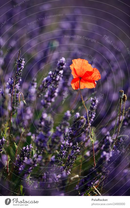 #A# Roter Punkt im Lilameer Umwelt Natur Landschaft Klima Schönes Wetter Feld ästhetisch violett rot Mohn Mohnblüte Mohnfeld Lavendel Lavendelfeld Lavendelernte