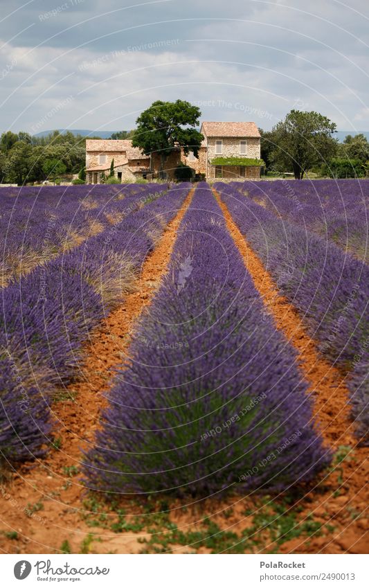 #A# Lavendel Gut Kunst Kunstwerk Gemälde ästhetisch Feld Lavendelfeld Lavendelernte violett Blühend Blühende Landschaften Frankreich Provence Farbfoto