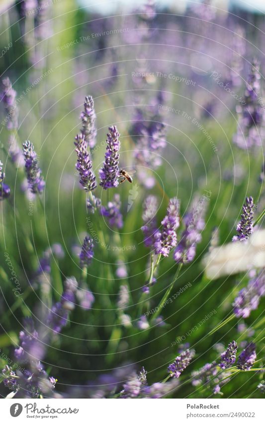 #A# Little Bee Umwelt Natur Landschaft Pflanze Tier ästhetisch Lavendel Lavendelfeld Lavendelernte violett Blüte Blühend Blühende Landschaften Wind wehen