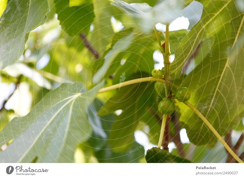#A# Grüner Zucker Umwelt Natur Landschaft Pflanze Klima Schönes Wetter ästhetisch exotisch Feigenblatt Feigenbaum lecker natürlich Bioprodukte Gesundheit