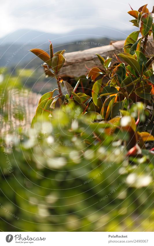 #A# Grünzeug Kunst ästhetisch Dach grün Urwald Urlaubsfoto Pflanze exotisch Farbfoto mehrfarbig Außenaufnahme Detailaufnahme Experiment abstrakt Menschenleer