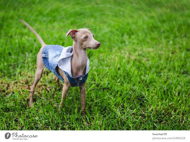 Kleiner italienischer Windhundhund Glück schön Freundschaft Natur Tier Park Haustier Hund 1 Freundlichkeit Fröhlichkeit lustig niedlich braun