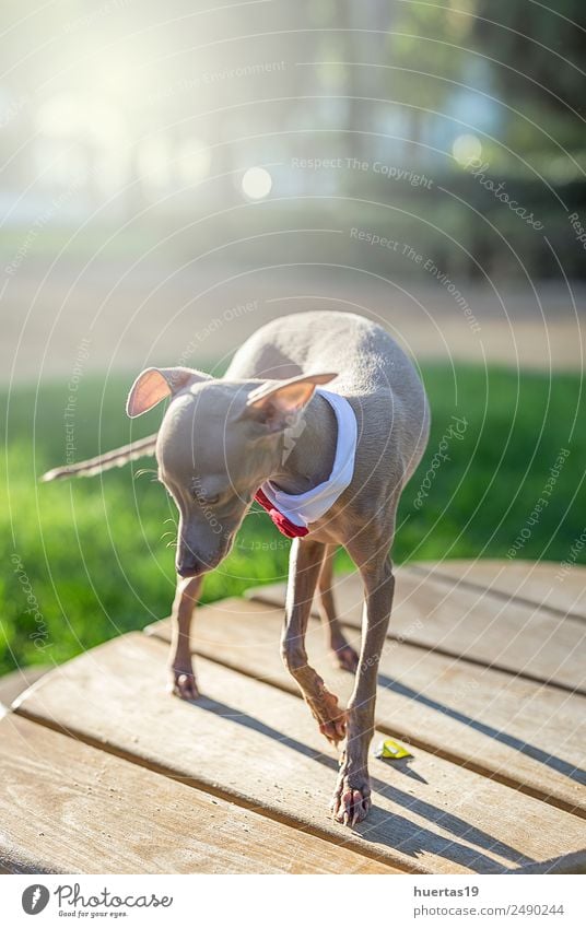 Kleiner italienischer Windhund Glück schön Freundschaft Natur Tier Garten Park Haustier Hund 1 Freundlichkeit Fröhlichkeit lustig braun Gefühle