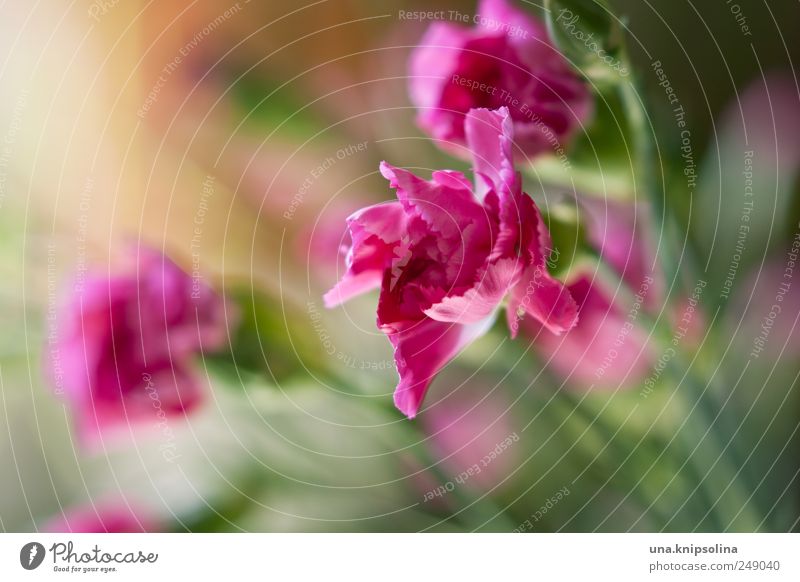 blümchen für alle! Pflanze Blume Blüte Nelkengewächse Blühend Duft frisch natürlich rosa Farbfoto Nahaufnahme Detailaufnahme Makroaufnahme Menschenleer