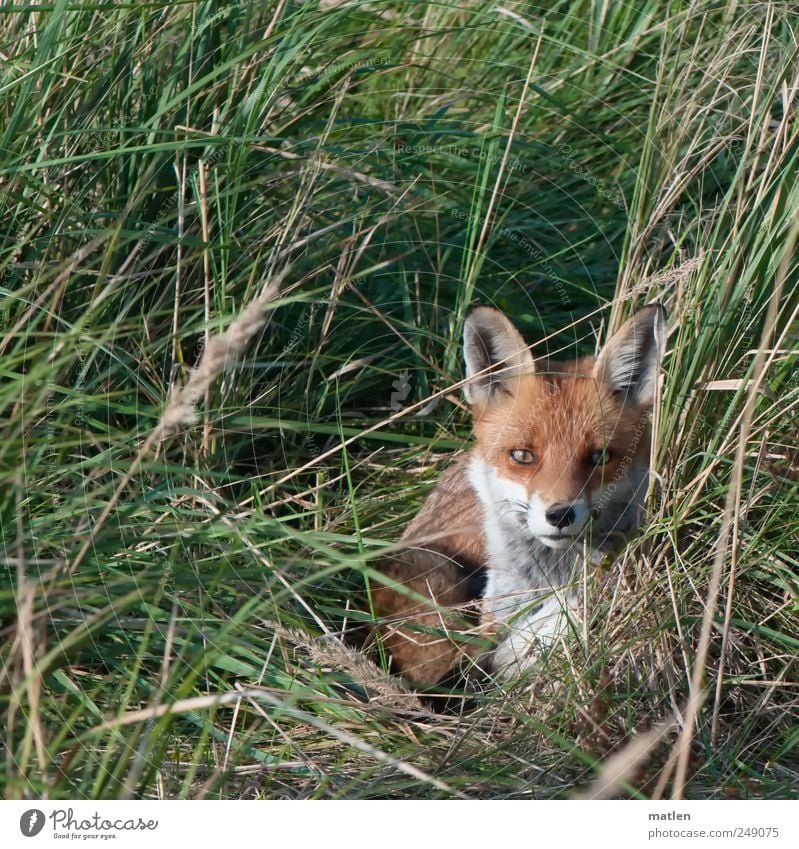 el zorro Gras Wiese Tier Wildtier 1 liegen braun grün Starrer Blick Überraschung Fuchs verstecken Außenaufnahme Menschenleer Tag Tierporträt Vorderansicht