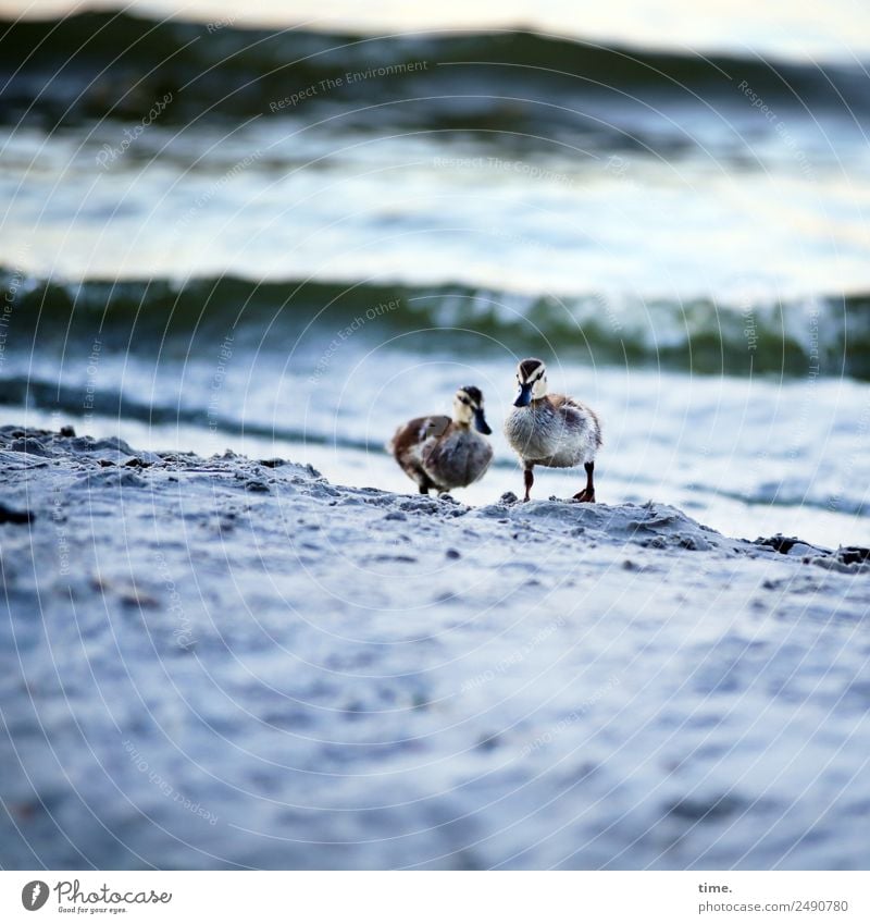 Durststrecke | erwachsen werden Sand Wasser Wellen Küste Strand Tier Wildtier Tiergesicht Ente 2 Tierpaar beobachten gehen Blick stehen warten dunkel natürlich