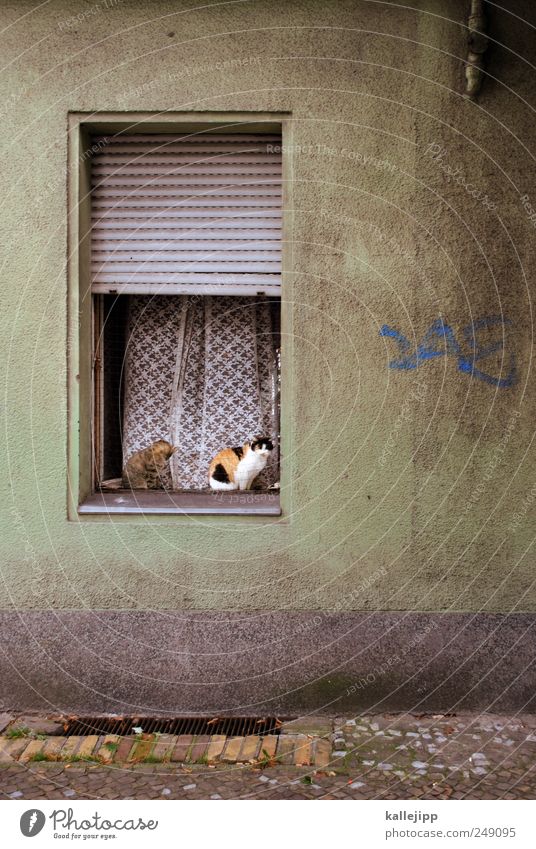 katzenjammer Haus Fenster Tier Haustier Katze sitzen Rollladen Jalousie Fensterbrett 2 Vorhang Bürgersteig Wohnung Häusliches Leben offen Farbfoto
