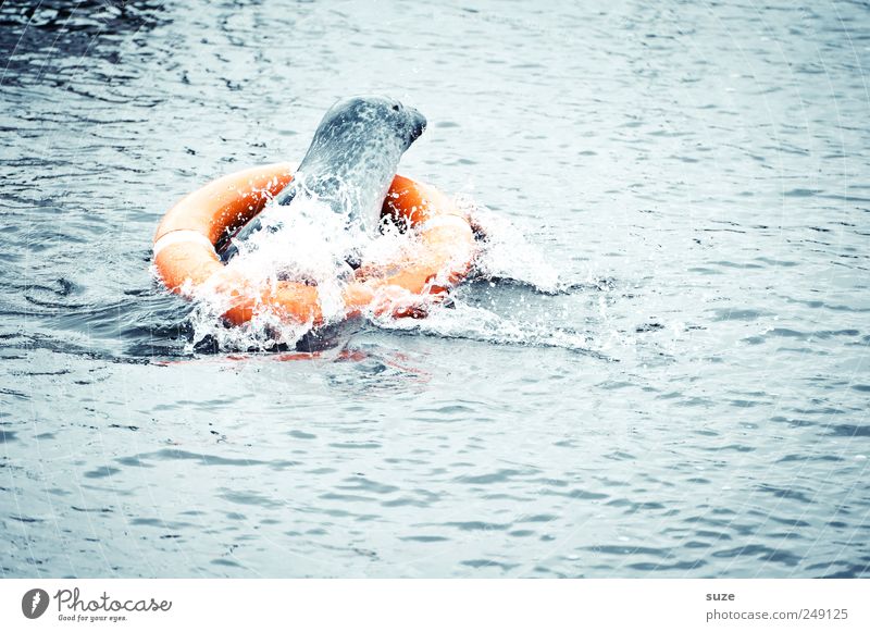 Rettungsschwimmer Tier Wasser Wellen Meer Wildtier 1 Schwimmen & Baden lustig wild blau Seehund Robben spritzig Rettungsring Schiffsunglück Wasseroberfläche