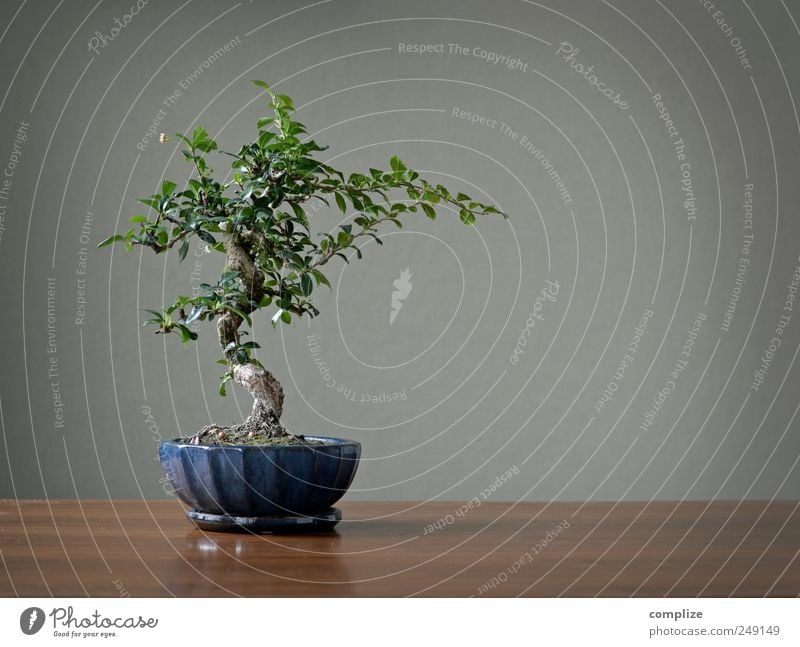 Asiatischer Zierbaum mit 6 Buchstaben elegant Stil Häusliches Leben Wohnung einrichten Dekoration & Verzierung Pflanze Baum schön einzigartig Idylle rein Haus