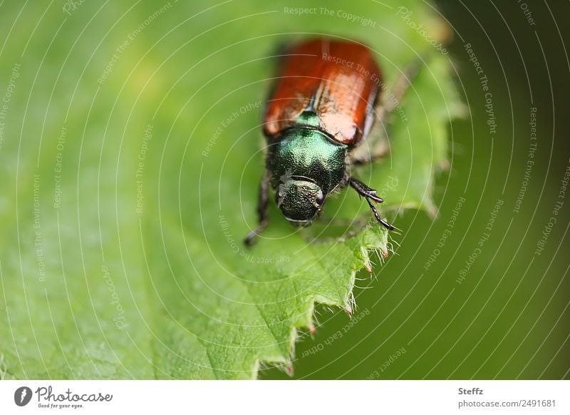 Japankäfer Käfer gefräßig seltener Käfer invasive Arten invasives Insekt Schädling Schädlingsbefall Popillia japonica Käferchen fressen Pflanzenschädlinge