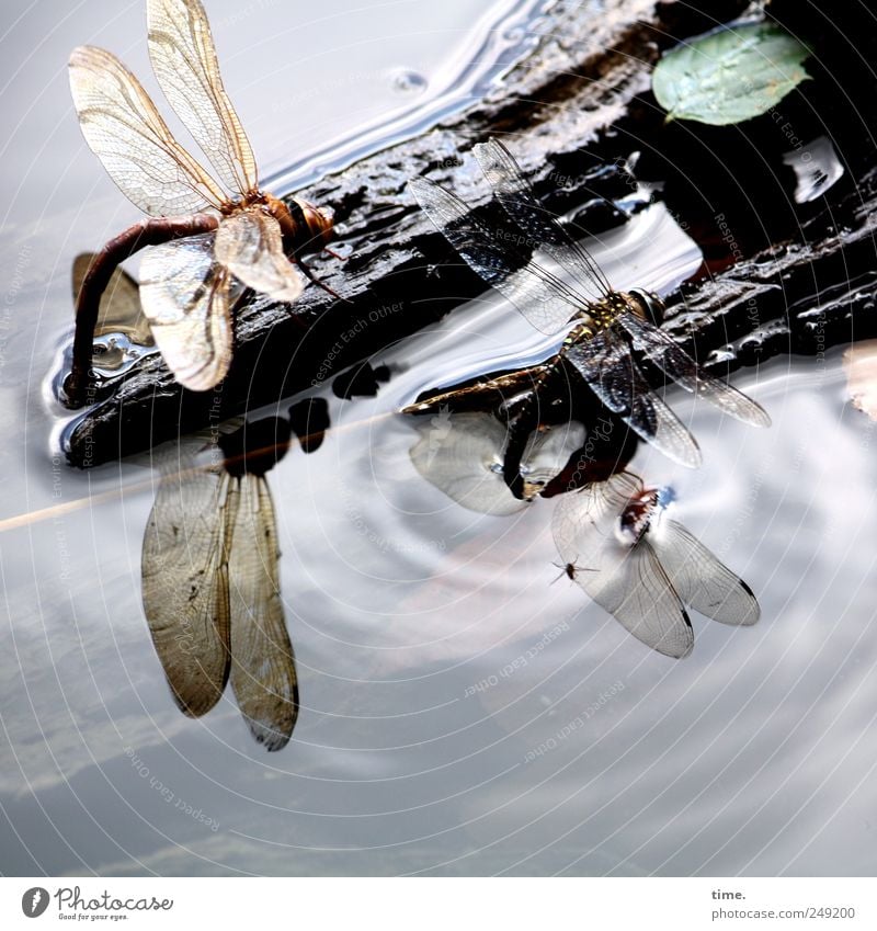 Tankstelle trinken Ausflug Sonnenbad Wellen Umwelt Natur Tier Wasser Himmel Blatt See Flügel Holz fliegen sitzen Libelle Trinkgelage ökologisch Insekt schwirren