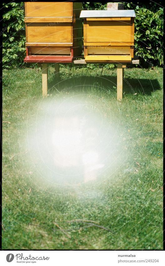 warp the bee Freizeit & Hobby Imkerei Natur Sommer Schönes Wetter Zeichen fliegen leuchten trashig nachhaltig Teamwork Fehler Bienenstock Honig Sportrasen