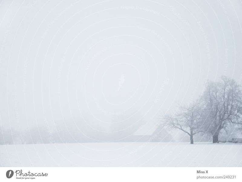 Ein Hoch auf die kalte Jahreszeit - Winternebel Natur Landschaft schlechtes Wetter Nebel Eis Frost Schnee Baum Park Wiese trist trüb Dorf Schneelandschaft