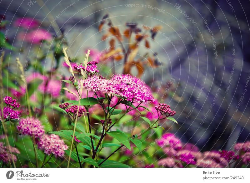 Die Blüten Natur Pflanze Blume Sträucher Grünpflanze Wiese Gefühle Stimmung ästhetisch einzigartig elegant Farbe Gelassenheit Genauigkeit Idylle Lebensfreude