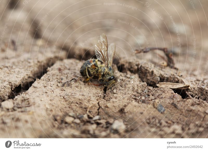 Zukunft? Erde Totes Tier Biene Sorge Trauer Tod Appetit & Hunger Durst schuldig Scham Angst gefährlich bedrohlich Risiko Wut Zeit Zerstörung Bienensterben