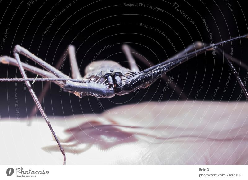 Nahaufnahme Riesenpeitschen Skorpion Insekt zur Hand wandern Tier Urwald Spinne stehen Ekel exotisch groß gruselig einzigartig Neugier stachelig schwarz