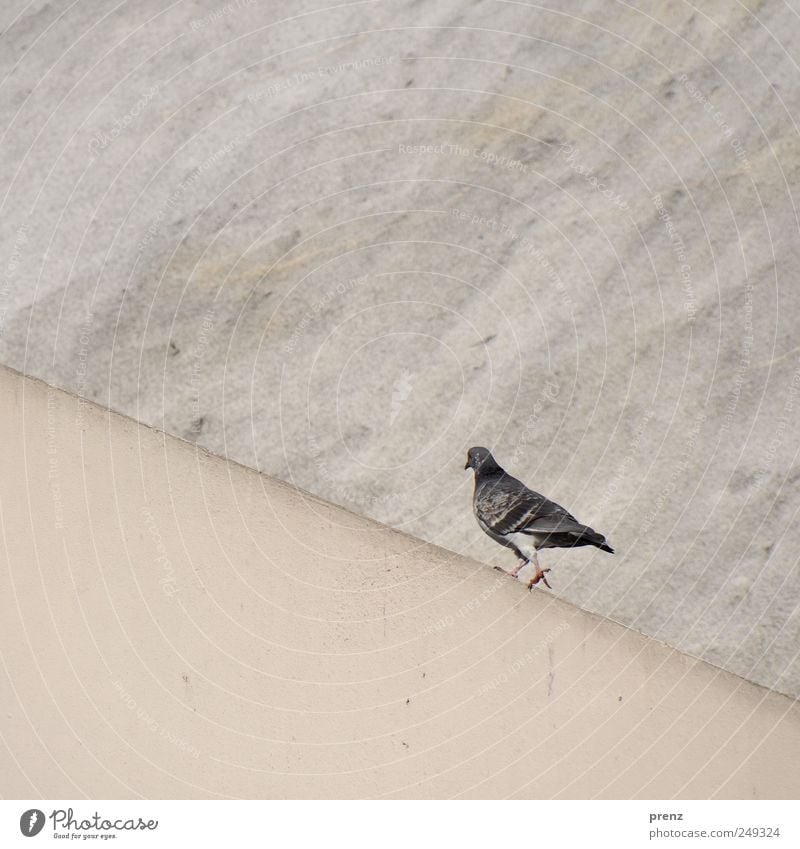 es geht aufwärts Mauer Wand Vogel Taube gehen grau aufsteigen laufen Beton Farbfoto Außenaufnahme Menschenleer Hintergrund neutral Tag Starke Tiefenschärfe