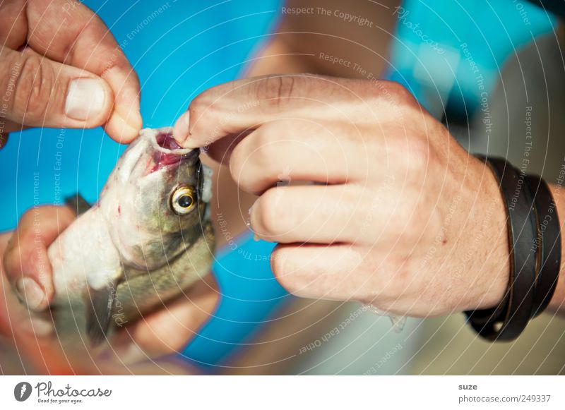 Fangfrisch Fisch Freizeit & Hobby Angeln Hand Finger Tier Wildtier 1 festhalten blau Angler Angelschnur Fischereiwirtschaft Fischmaul befreien Farbfoto