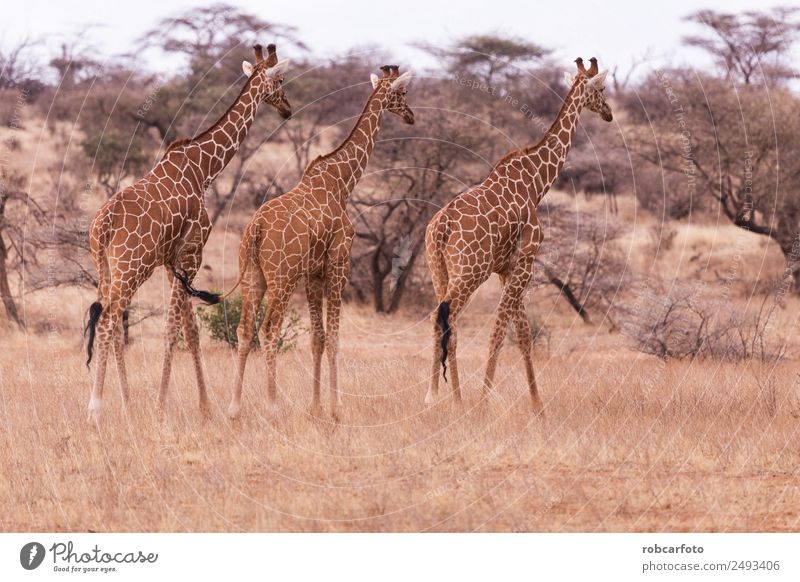 Giraffe im Samburu Nationalpark Kenia Ferien & Urlaub & Reisen Safari Berge u. Gebirge Natur Landschaft Tier Gras Park natürlich wild aberdare national Reittier