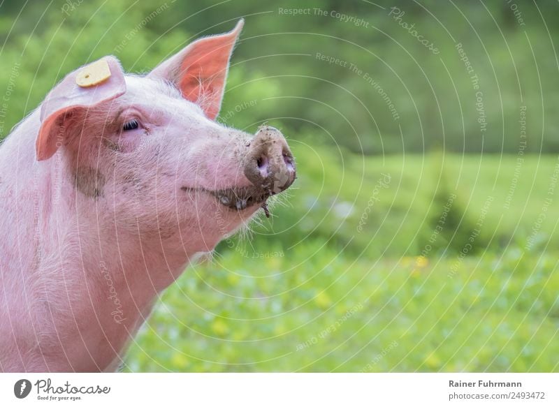 ein Porträt von einem Hausschwein in freier Natur Tier Haustier 1 Lächeln schön lustig natürlich niedlich Gefühle Freude Zufriedenheit "Schwein nachhaltig