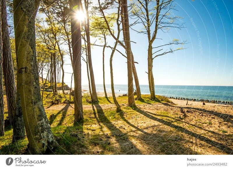 Ostseestrand in Polen Strand Natur Blume Küste Tourismus Dünen Orzechowo Bäume Gegenlicht Sonne Himmel blau Ferien & Urlaub & Reisen Naturschutzgebiet leer