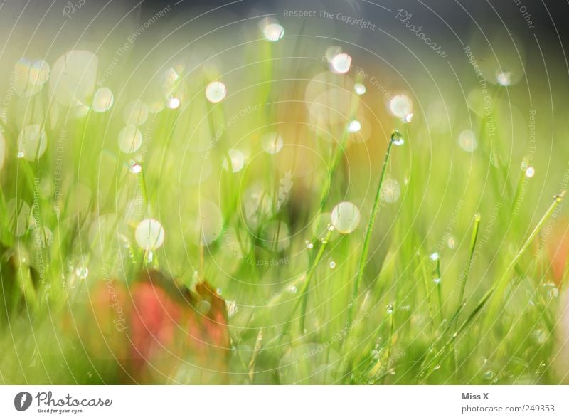 Tau Wassertropfen Gras Blatt Wiese nass grün herbstlich Farbfoto mehrfarbig Außenaufnahme Nahaufnahme Menschenleer Morgen Morgendämmerung Reflexion & Spiegelung