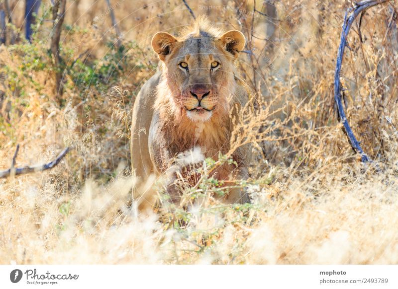 Königlich #2 Ferien & Urlaub & Reisen Tourismus Safari Natur Pflanze Wärme Dürre Gras Wüste Namibia Afrika Tier Wildtier Löwe 1 beobachten Essen Fressen