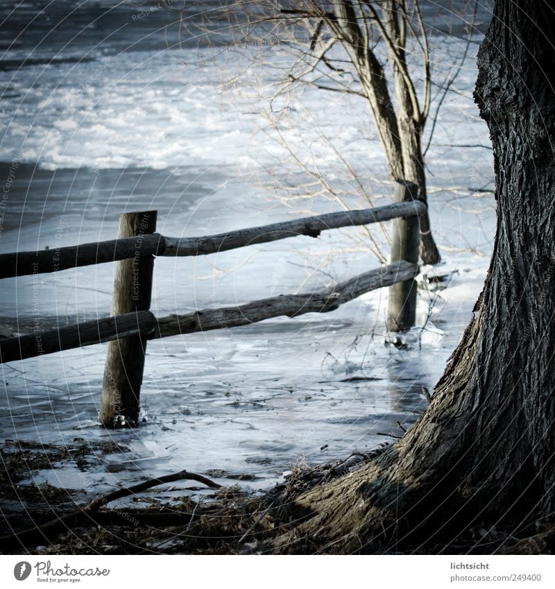 stillgefroren Landschaft Urelemente Winter Wetter Eis Frost Baum Küste Seeufer Holz Wasser kalt blau braun blau-grau Baumrinde Zaun Zaunpfahl Stillleben ruhig