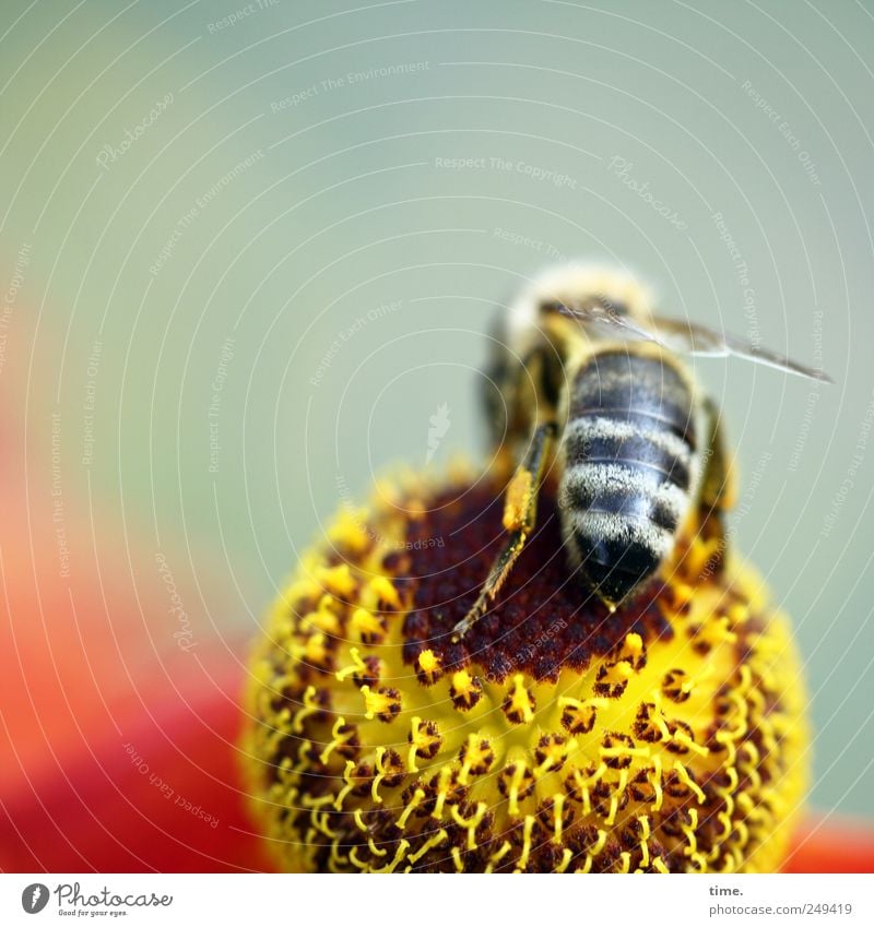 Spielbein schön Umwelt Natur Pflanze Tier Blume Blüte Wildtier Biene ästhetisch authentisch klein Spitze stachelig Leichtigkeit Mittelpunkt Insekt Nektar