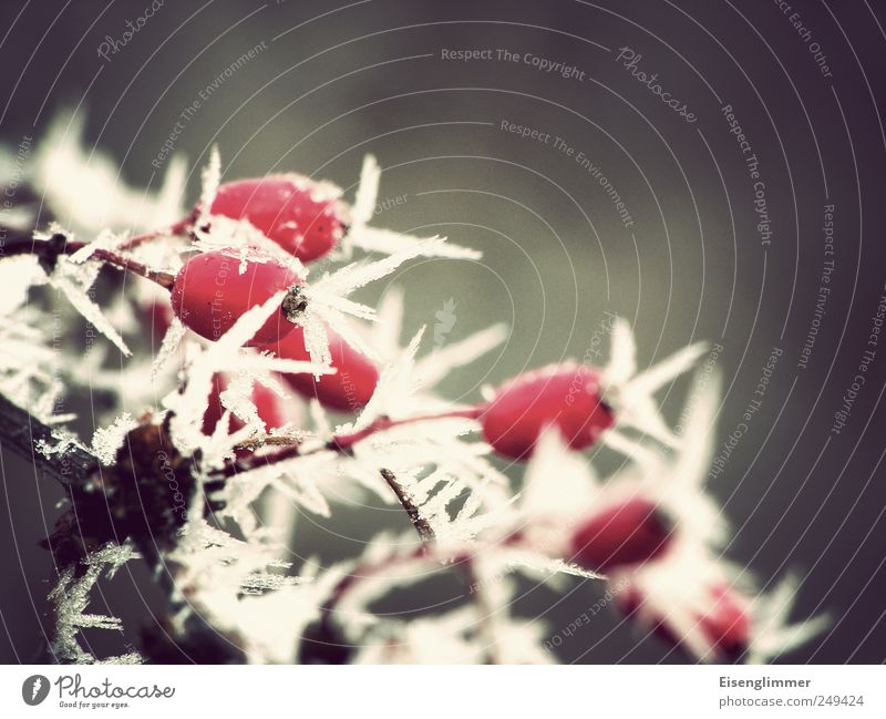 Eiszeit Frost Pflanze Hagebutten Coolness kalt Spitze grau rot weiß Klima Eiskristall Winter Farbfoto Gedeckte Farben Außenaufnahme Detailaufnahme Menschenleer
