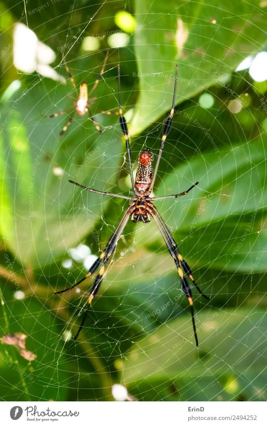 Paar leuchtend gefärbte giftige Spinnen aus der Nähe im Dschungelgewebe schön Ferien & Urlaub & Reisen Internet Frau Erwachsene Mann Natur Tier Urwald fangen
