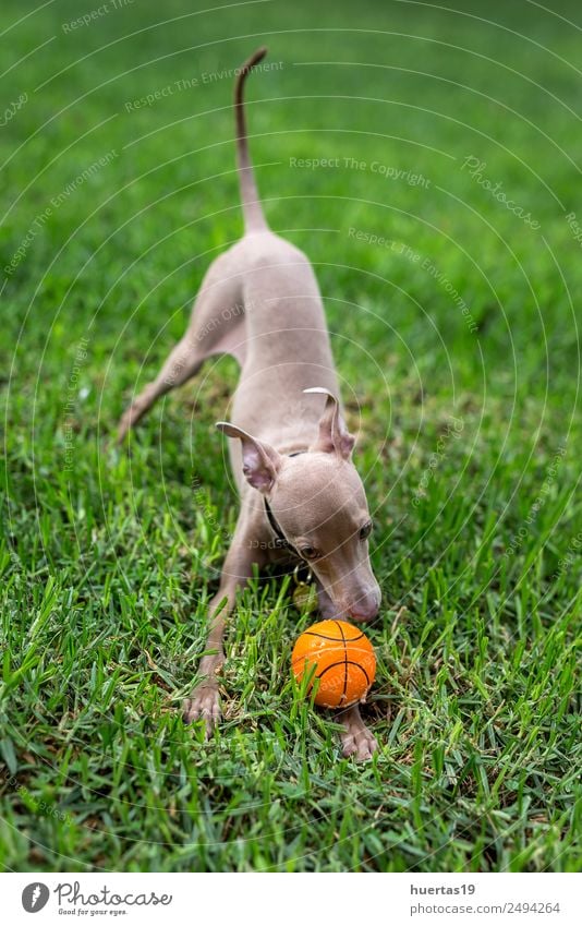 Kleiner italienischer Windhundhund Glück schön Freundschaft Natur Tier Haustier Hund frieren Freundlichkeit Fröhlichkeit lustig braun Italienisches Piccolo