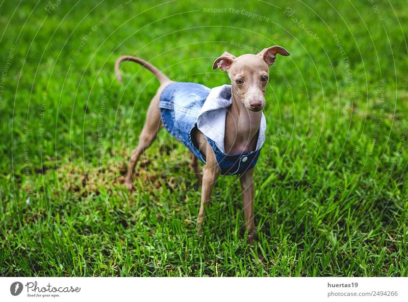 Kleiner italienischer Windhundhund Glück schön Freundschaft Natur Tier Haustier Hund 1 Freundlichkeit Fröhlichkeit lustig braun gehorsam Italienisches Piccolo