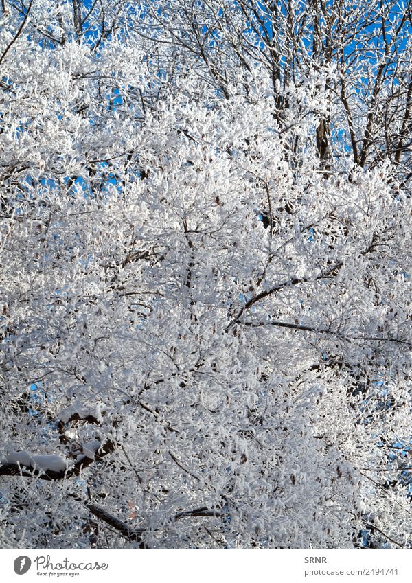 Krone des kahlen Baumes Winter Schnee Umwelt Natur Klima Wetter blau weiß Nackter Baum Ast übersichtlich kalt Frost gefroren Jahreszeiten Winterbaum Farbfoto