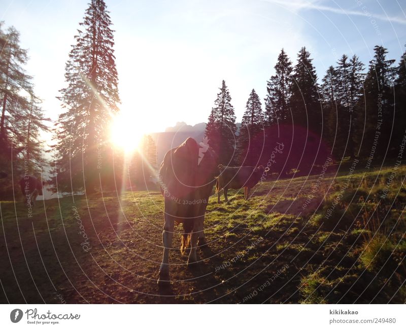 Auf geht's Landschaft Sonnenaufgang Sonnenuntergang Sonnenlicht Sommer Feld Berge u. Gebirge Alpen Alpenwiese Alm Weide Alpöhi Tier Nutztier Kuh 3 Tiergruppe
