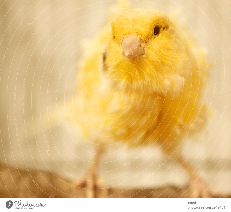 Pipmatz Tier Haustier Vogel Fell 1 gelb Wellensittich gefiedert Kanarienvogel Farbfoto Innenaufnahme Menschenleer Textfreiraum links Hintergrund neutral