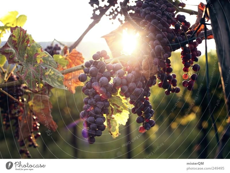 Winzerfreude. Umwelt ästhetisch Weinlese Weinberg Weintrauben Weinbau Rotwein Qualität reif Ernte Italien Italienisch Außenaufnahme Berghang Sonne Farbfoto