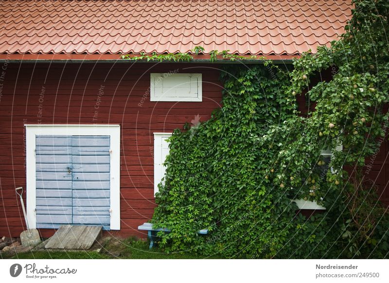 Einnehmendes Wesen Lifestyle Natur Pflanze Sträucher Grünpflanze Garten Menschenleer Haus Mauer Wand Fassade Fenster Tür Holz Häusliches Leben kuschlig